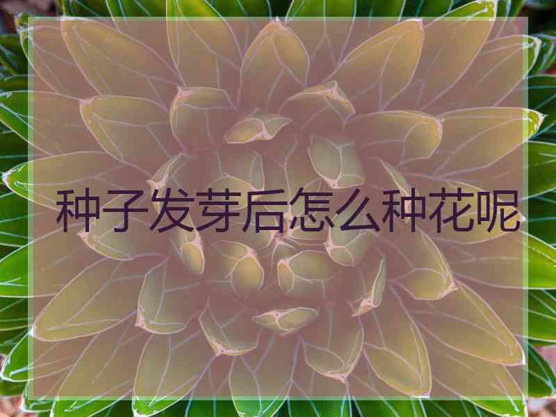 种子发芽后怎么种花呢