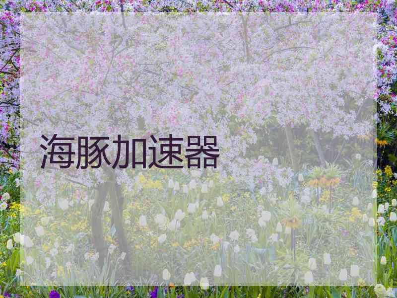 海豚加速器