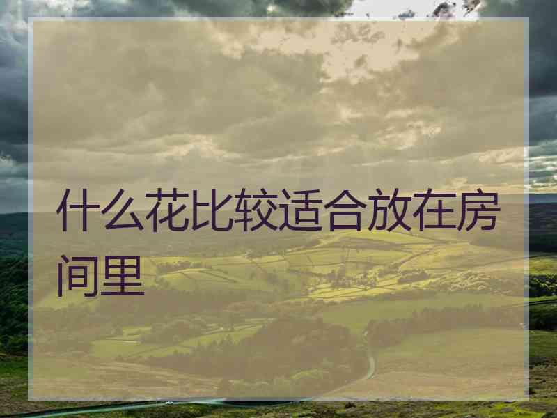 什么花比较适合放在房间里