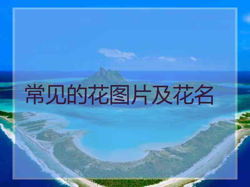 常见的花图片及花名