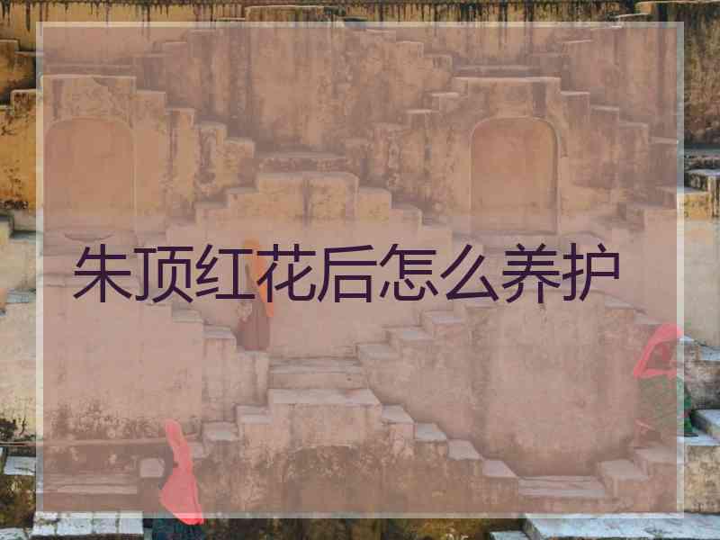 朱顶红花后怎么养护