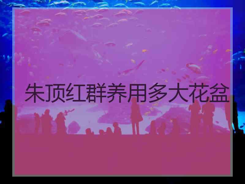 朱顶红群养用多大花盆