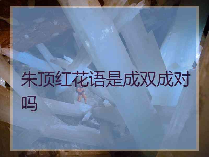 朱顶红花语是成双成对吗