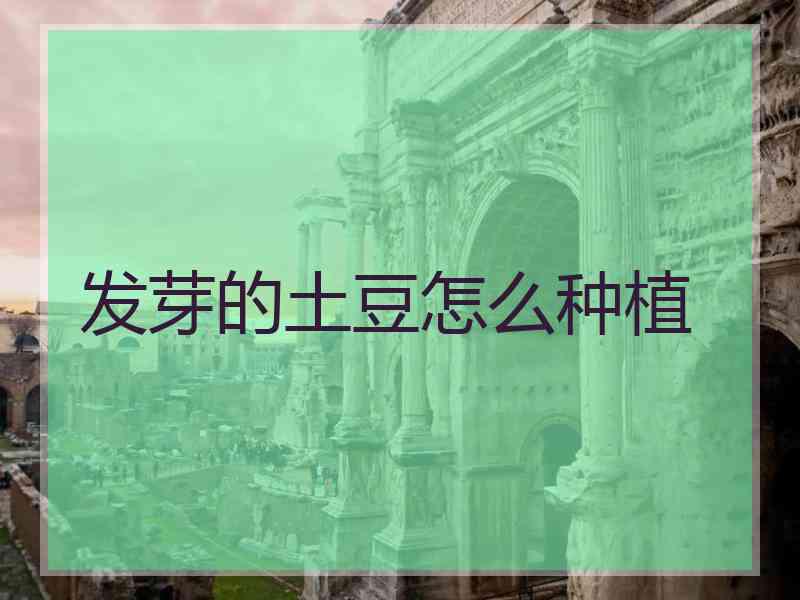 发芽的土豆怎么种植