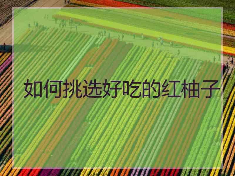 如何挑选好吃的红柚子