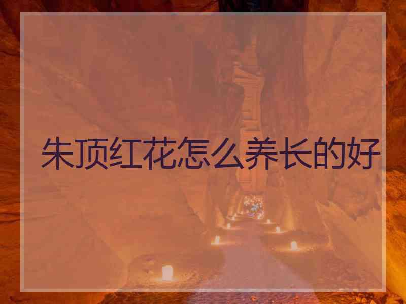 朱顶红花怎么养长的好