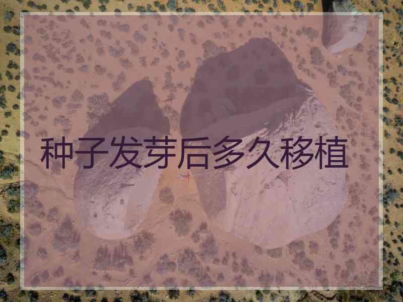 种子发芽后多久移植