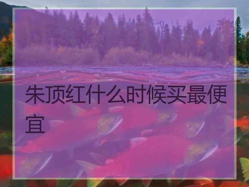 朱顶红什么时候买最便宜