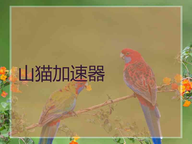 山猫加速器